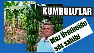 FINDIKTAN SONRA KUMRULULAR MUZ ÜRETİMİNDE SÖZ SAHİBİ