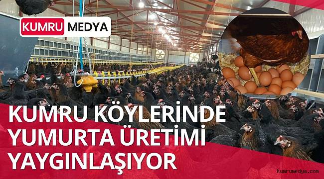 ORDU YUMURTA ÜRETİMİNDE EN ÖNEMLİ İLLERDEN BİRİ OLDU