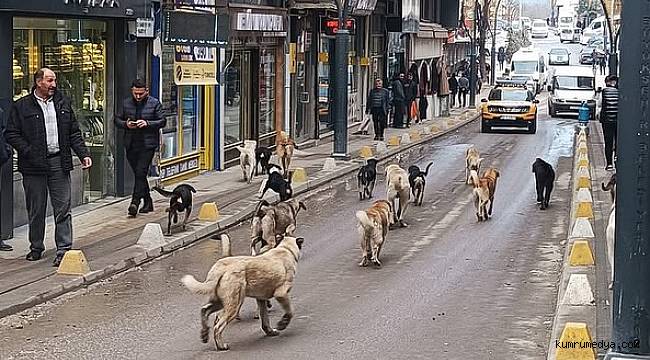 KUMRUDA SOKAK KÖPEKLERİ RESMİ GEÇİT YAPIYOR