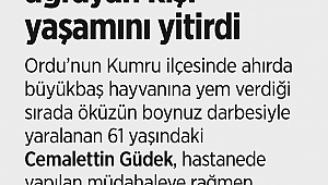Kumru’da Ahırda Trajik Olay: Öküzün Saldırısı Can Aldı