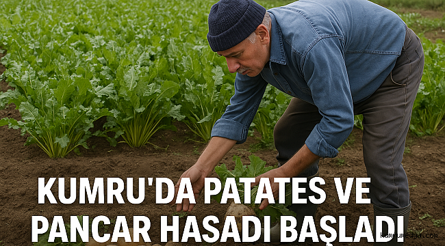 Kumru’da Patates ve Pancar Hasadı Başladı