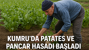 Kumru’da Patates ve Pancar Hasadı Başladı