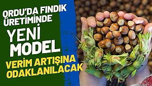 Ordu’daki Fındık Üretiminde Yeni Yönetim Modeli: Verim Artışına Odaklanıldı